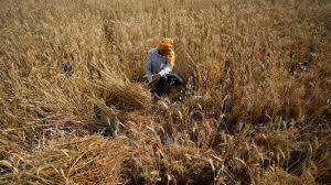 Wheat Reserve: देश में गेहूं का भंडार 2018 के बाद पहली बार 100 मिलियन टन से नीचे है; खरीद 3.20 मिलियन टन तक पहुंच सकती है