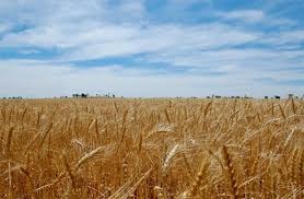 Wheat Reserve: देश में गेहूं का भंडार 2018 के बाद पहली बार 100 मिलियन टन से नीचे है; खरीद 3.20 मिलियन टन तक पहुंच सकती है